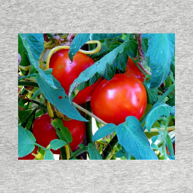 Ripe Red Tomatoes by Cynthia48